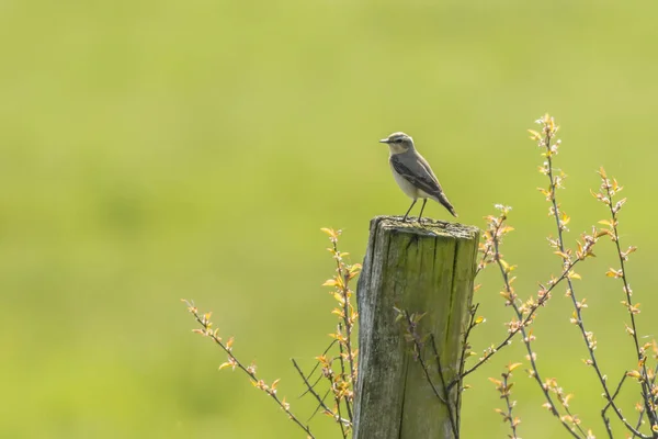 Wheatear His Waiting Room — стоковое фото