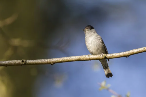 Warbler Blackcap Nos Ramos — Fotografia de Stock