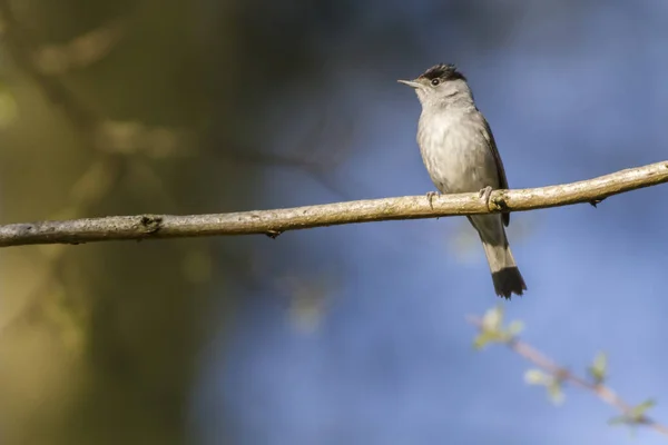 Warbler Blackcap Nos Ramos — Fotografia de Stock