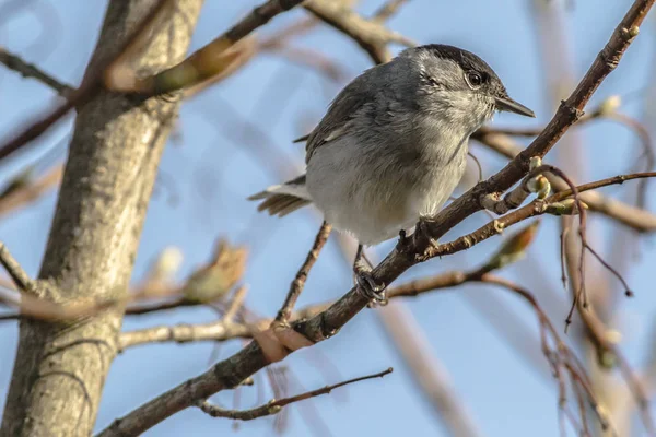 Dallarda Siyah Başlık Ötleğeni — Stok fotoğraf