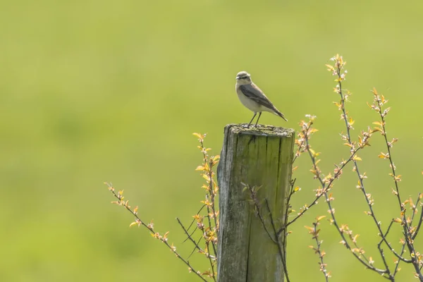 Wheatear His Waiting Room — стоковое фото