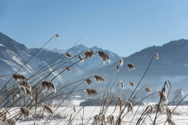 Bruck Fusch Zimowego Południowego Brzegu Jeziora Zellersee Chomikiem Pokryte Trzciny — Zdjęcie stockowe