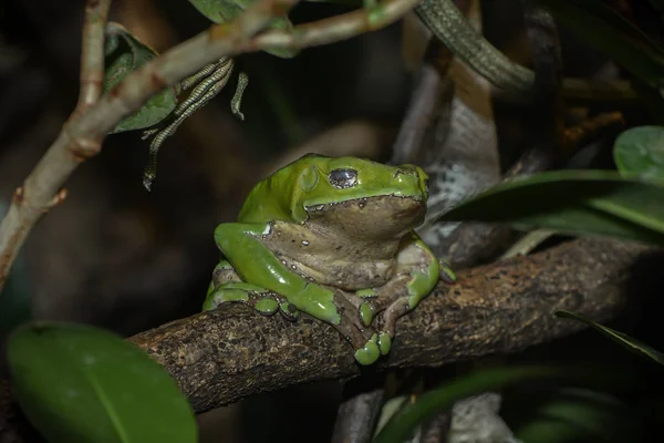 Vue Rapprochée Grenouille Sauvage — Photo