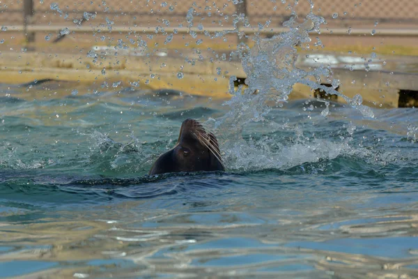 Leone Mare Che Gioca Acqua — Foto Stock