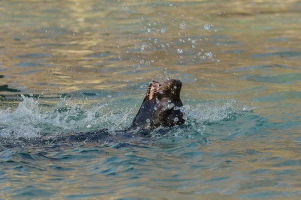 Seelöwe Spielt Wasser — Stockfoto