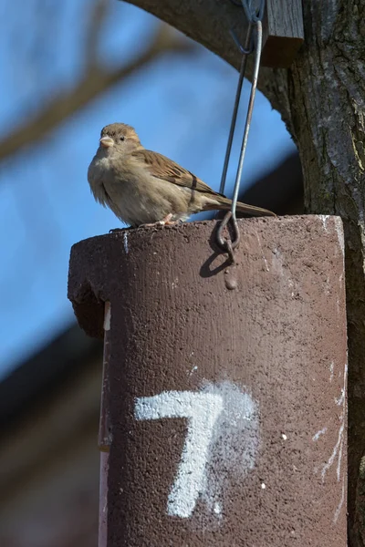 Vue Panoramique Mignon Oiseau Moineau — Photo