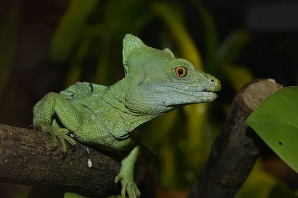 Vida Selvagem Lagarto Animal Réptil — Fotografia de Stock