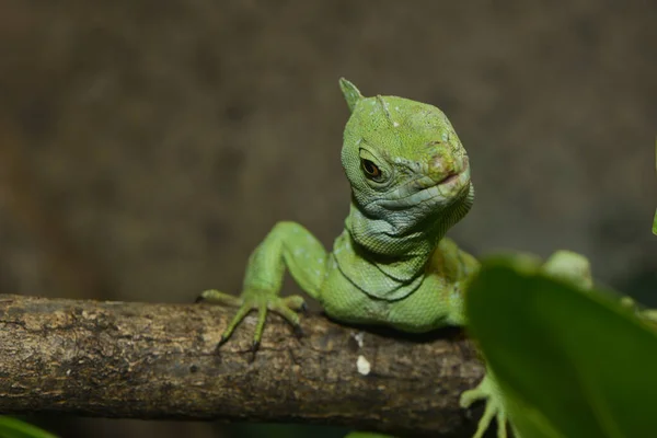 Lagarto Verde Una Rama — Foto de Stock