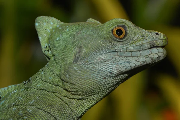 Hagedis Dier Tropisch Reptiel — Stockfoto