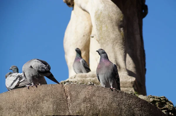 Tauben Auf Dem Denkmal Marktplatz — Stockfoto