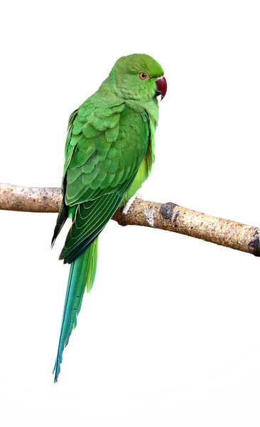 Papoušek Nebo Malý Papoušek Psittacula Krameri — Stock fotografie