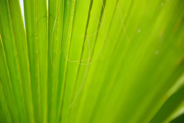 Folhas Palma Espanha — Fotografia de Stock