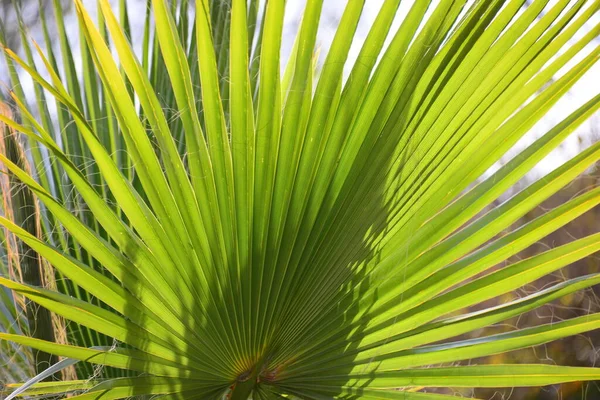 Palmbladeren Spanje — Stockfoto