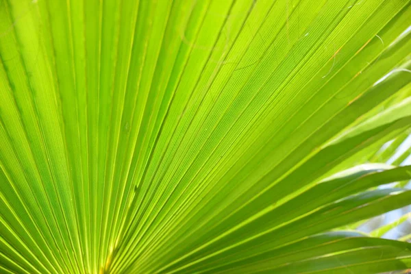 Palm Leaves Spain — Stock Photo, Image