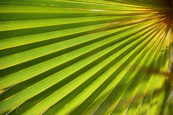 Folhas Palma Espanha — Fotografia de Stock