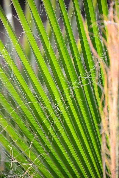 Folhas Palma Espanha — Fotografia de Stock