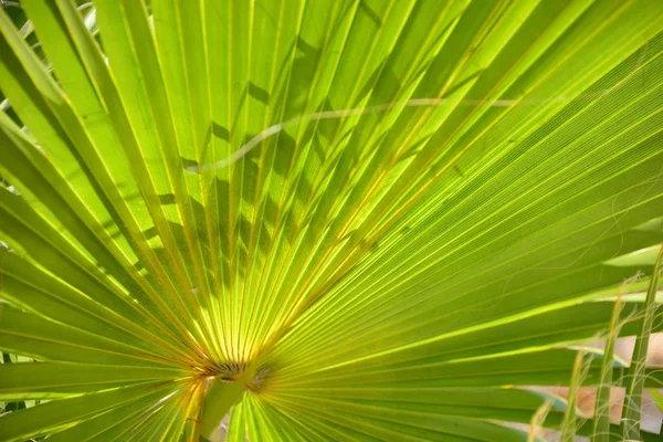 Palm Leaves Spanyolországban — Stock Fotó