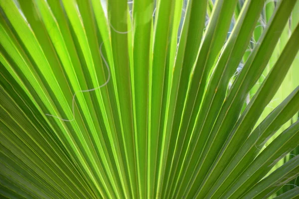 西班牙的棕榈叶 — 图库照片