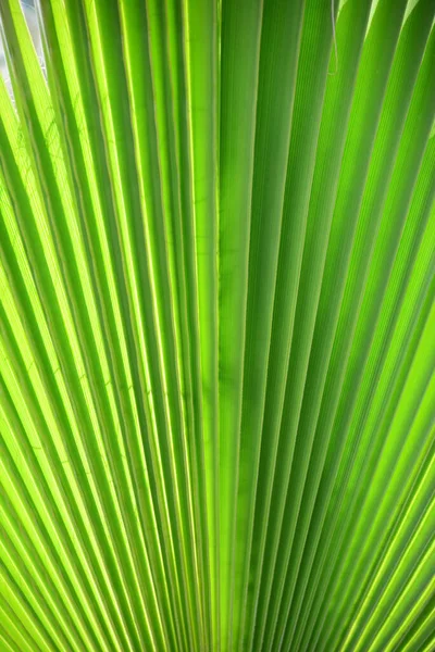 Palm Leaves Spain — Stock Photo, Image