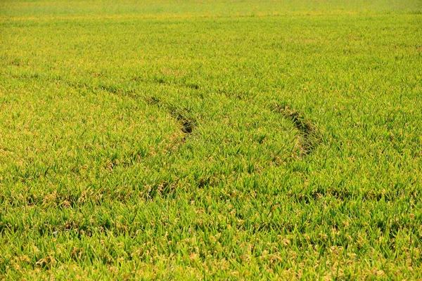 稻田里的沙棘 — 图库照片