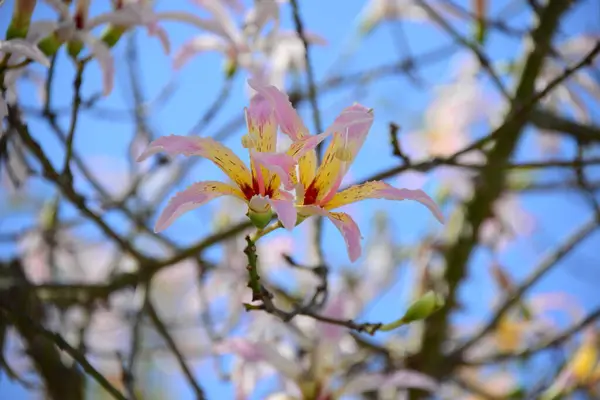 Árbol Botella Flor España — Foto de Stock