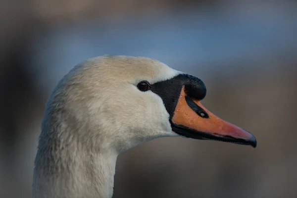 Portrait Tête Cygne Gros Plan — Photo