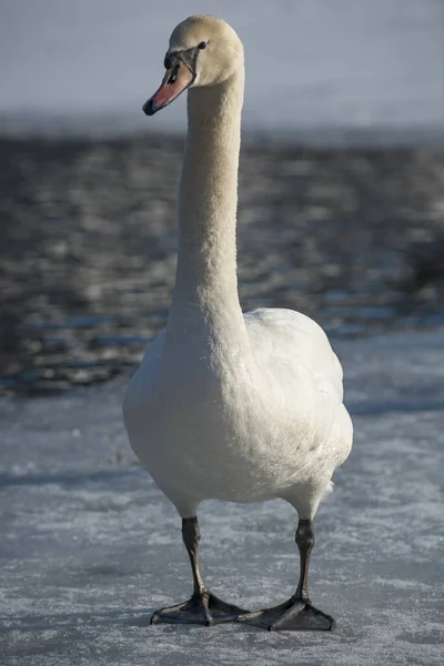 Swan Standing Ice Front Water Hole — Stock Photo, Image