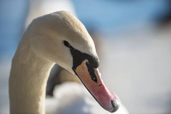 Portrét Labutí Hlavy Detailu — Stock fotografie