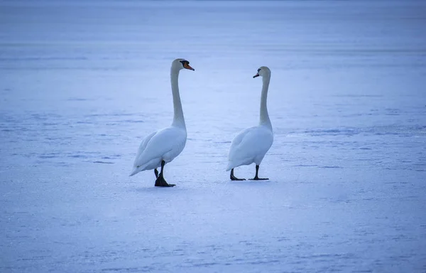 凍った水の氷の上で寒い冬の気分で2羽の白鳥が — ストック写真