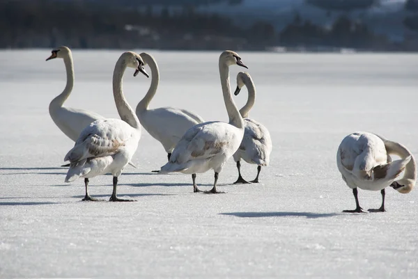 凍った水の氷の上の白鳥のグループ — ストック写真