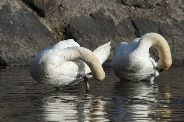 two swans brush the plumage synchronously.