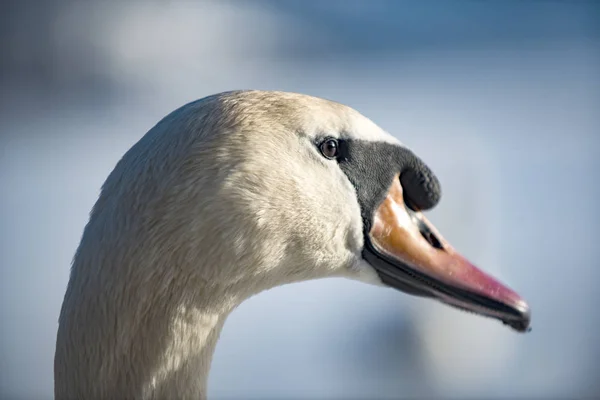 Portrét Labutí Hlavy Detailu — Stock fotografie