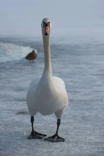 Labuť Kráčí Ledu Zamrzlého Jezera Pozadí Vidět Kachna — Stock fotografie