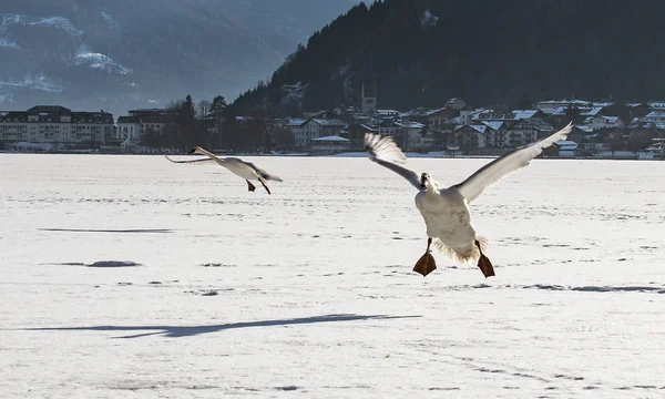 Twee Zwanen Die Landen Het Ijs Van Een Bevroren Meer — Stockfoto