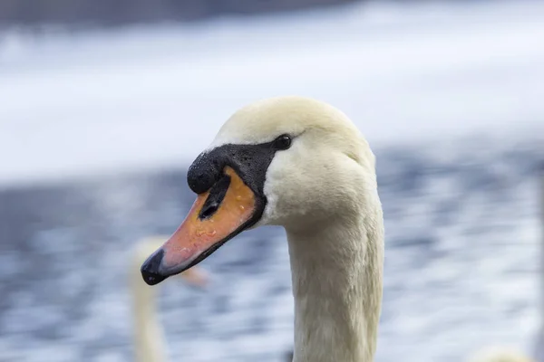 Portrait Swan Head Closeup — Stock Photo, Image