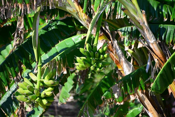 Arbore Tropical Banane Frunze Tropicale — Fotografie, imagine de stoc
