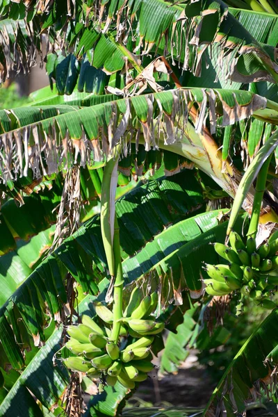 Bananier Tropical Feuilles Tropicales — Photo