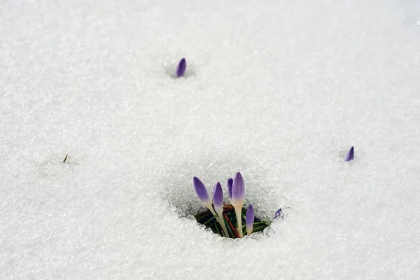 Cocodrilo Púrpura Derretimiento Nieve Primavera — Foto de Stock