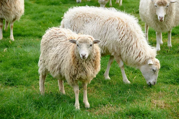 Kudde Schapen Gras — Stockfoto