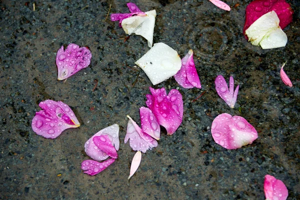 Rosas Folhas Chão Após Casamento — Fotografia de Stock