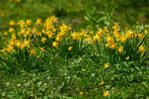 Flores Beleza Páscoa Narciso — Fotografia de Stock