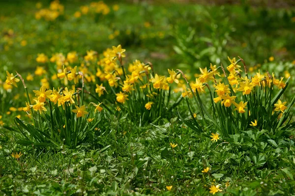 Fiori Bellezza Narciso Pasquale — Foto Stock