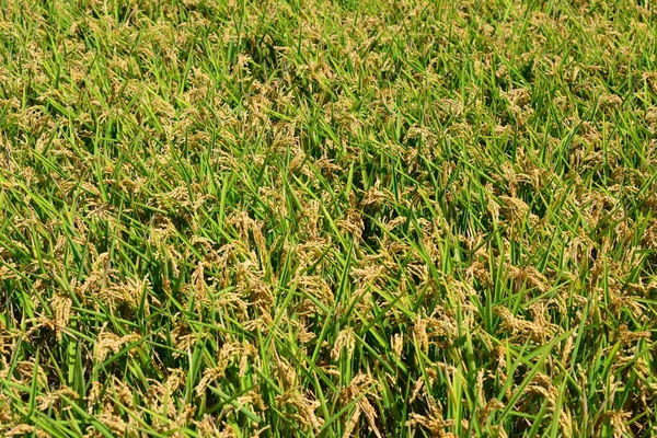 Rice Field Spain — Stock Photo, Image