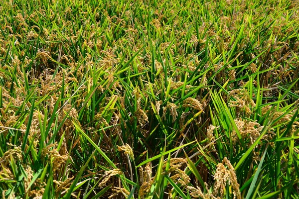 Rice Field Spain — Stock Photo, Image