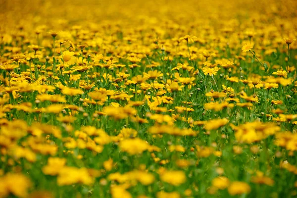 Nyári Rét Sárga Virágokkal — Stock Fotó