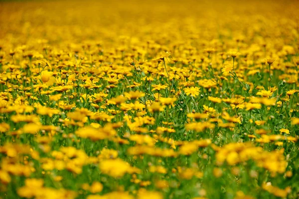 Prairie Été Avec Fleurs Jaunes — Photo