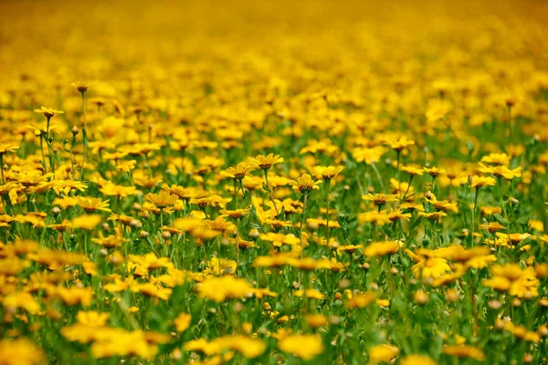 Łąka Letnia Żółtymi Kwiatami — Zdjęcie stockowe