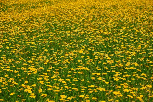 Sommaräng Med Gula Blommor — Stockfoto