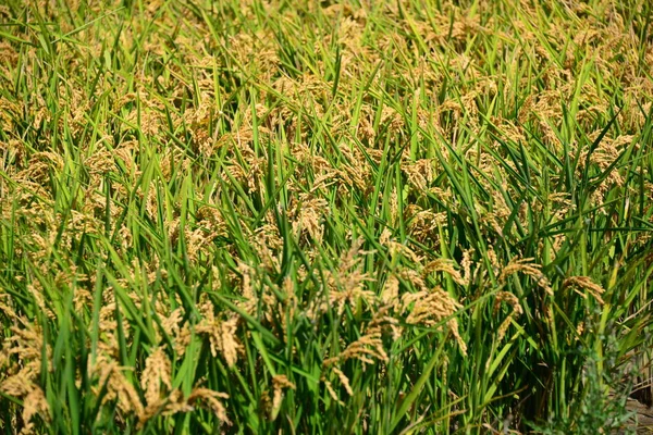 Campo Arroz España — Foto de Stock