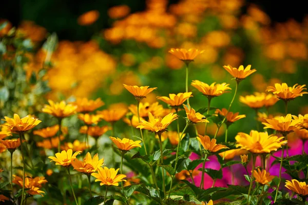 Voňavá Slunečná Květinová Zahrada — Stock fotografie